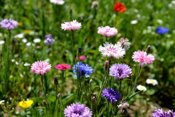 meadow sown between roads. It is a mixture of low annuals, covering more than 25 species. The...