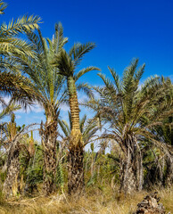 Fototapeta na wymiar Palm Groves, Palmeral in Elche near Alicante in Spain