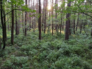 Fototapeta premium forest in spring