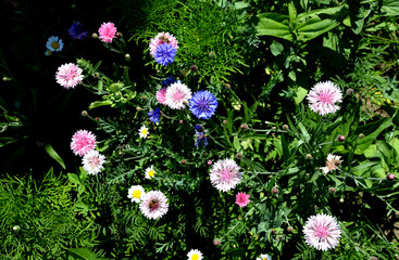 meadow sown between roads. It is a mixture of low annuals, covering more than 25 species. The...