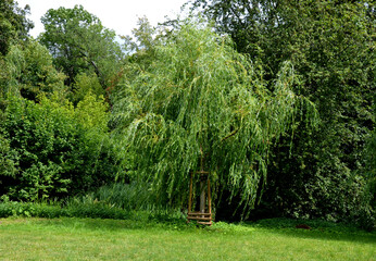  shoots are bright yellow, strongly overhanging, often down to the ground. Narrow lanceolate leaves are glossy green on the upper side and gray on the reverse side, they turn yellow in autumn.  © Michal