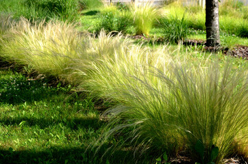 ornamental steppe grasses can withstand drought and are decorative even in winter in rows or...