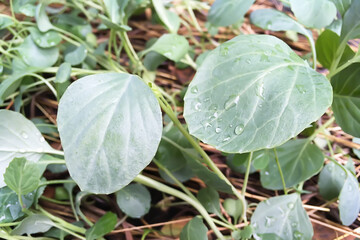 Image of freshness  organic green farm with baby kale leaves and drops of water in outdoor backyard.