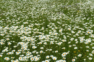 Fototapeta premium Daisy field. Chamomile in nature.