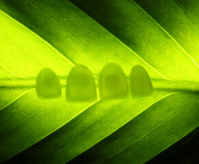 Veneers on a bright green leaf