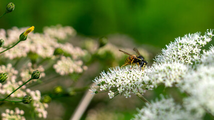 A wasp on a wild garlic plant