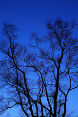 Twilight trees branches in blue sky. Winter background.