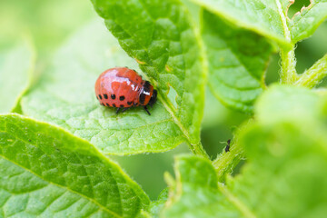 A ten-lined potato beetle larva sits on a leaf of plant. Close-up. Bright illustration on the topic of protecting potatoes from the Colorado beetle. High detail. Macro