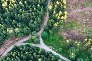 Straße im Wald