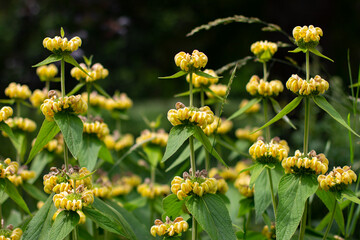 Yellow wildflower of the jerusalem or turkish sage, Phlomis russeliana or Russel Brandkraut