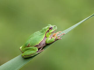 Little frog Hyla arborea on a blade of grass