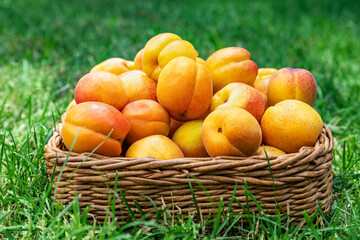 Apricots in a basket on a background of green grass, picnic time and family vacation. Fresh fruit concept.