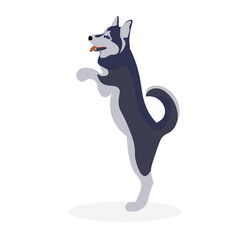 Siberian Husky walking sticker. Malamut jump on owner. Vector illustration in flat style. 