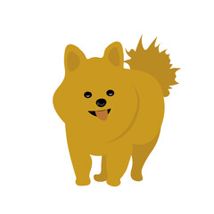 Pomeranian dog walking . Vector illustration in flat style. 