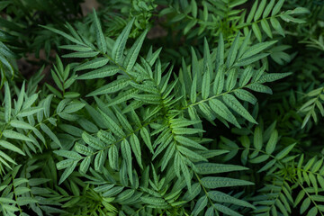 Naklejka na ściany i meble Bush of green fern.
