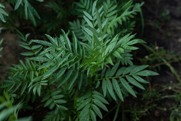 Bush of green fern.