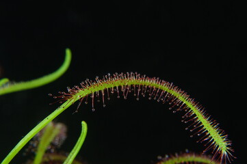 Rosicotta, Latin name: Drosera Capensis - an insect-eating plant, on a black background.