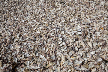 Thousands of empty shells of eaten oysters discarded on sea floor in Cancale, famous for oyster farms.  Brittany, France