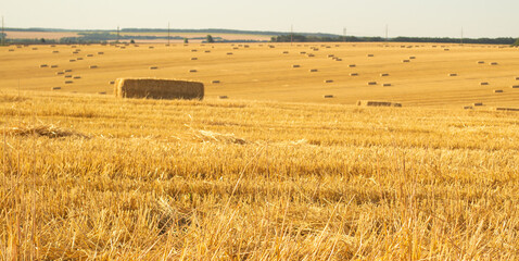 Fototapeta premium a golden wheat field in autumn