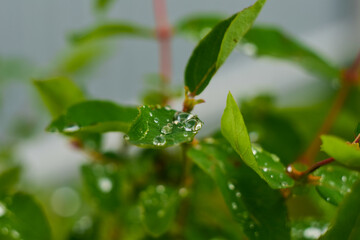 plants after rain