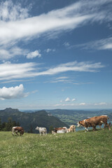 cows in the field