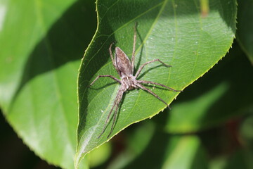 große Jagdspinne