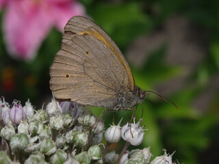 Obraz premium The meadow brown (Maniola jurtina).