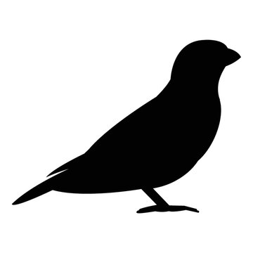 silhouette of sparrow