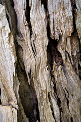 Macro of a bark of olive trees creates an abstract effect of texture