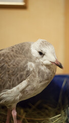little gull chick. birds. house maintenance.