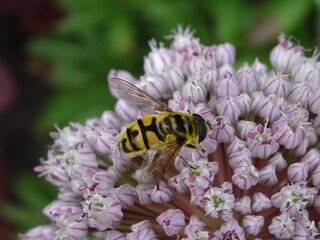 Myathropa florea on a flower.
