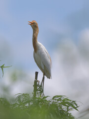 木の上に左向きに止まっている鶏みたいな色の亜麻鷺鳥