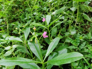 pink and green plants