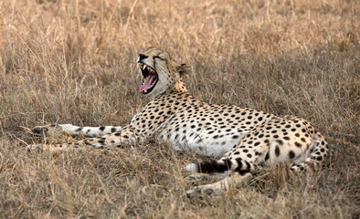 A Cheetah (Acinonyx jubatus) resting in the late afternoon - Tanzania	.