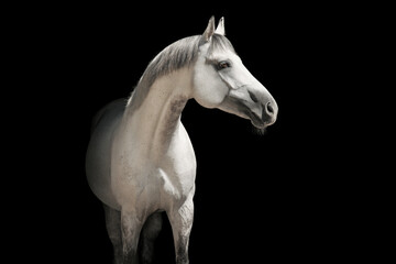 Fototapeta na wymiar White horse
