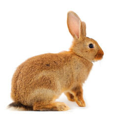 Brown rabbit isolated.