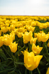 Fototapeta premium The yellow tulips of The Netherlands