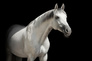 
White horse
