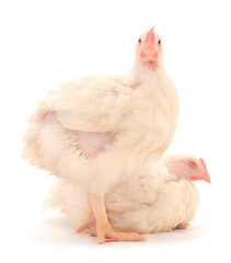 Two chicken or young broiler chickens.