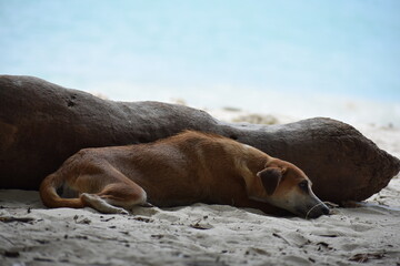 Dog lying in shades in a beach near a log  with blue sea near and sleeping