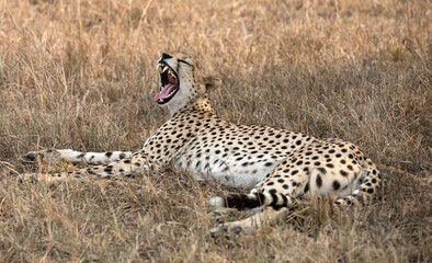 A Cheetah (Acinonyx jubatus) resting in the late afternoon - Tanzania	.
