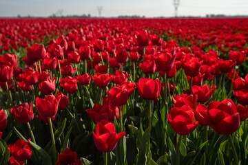 The red tulips of The Netherlands