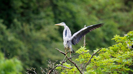 Grey heron fishing at the lake