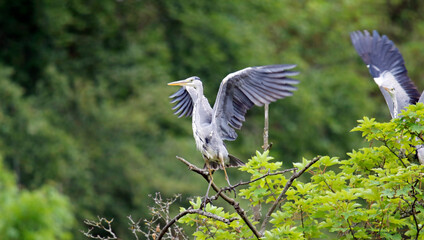 Grey heron fishing at the lake