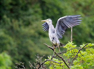Grey heron fishing at the lake