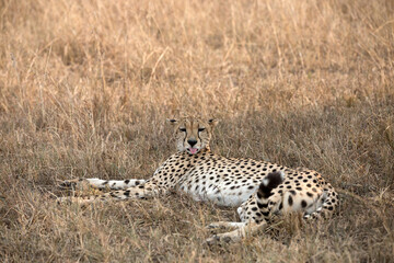 A Cheetah (Acinonyx jubatus) resting in the late afternoon - looking at the camera - Tanzania.