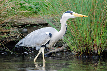 Grey heron fishing at the lake