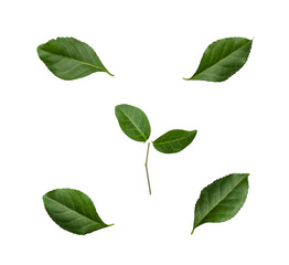 Fototapeta na wymiar leaves isolated on white background