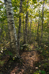 Fototapeta premium Birch trees in autumn forest on a sunny day