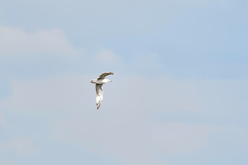 Beautiful white seagull flying against the blue sky and white clouds, freedom and flight concept